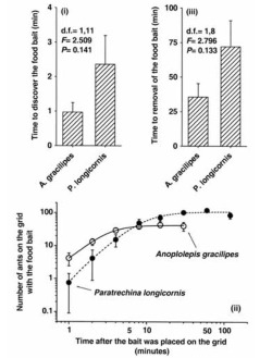 Figure 3. Differences in foraging behavior between A. gracilipes (in "invaded" sites) and the dominant existing ant Paratrechina longicornis (in "uninvaded" sites) on Nukunonu. i, Time until bait discovery after being placed on a paper grid. ii, Number of ants recruited to the baits, after discovery. The line of best fit is a sigmoidal curve. iii, Time until complete bait removal from the paper grids by each ant species. Error bars represent 1 SE.