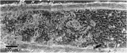 Figure 2. Contents of a section of a gut of a young Haliotis sp. (&lt;40 mm), showing abundant Cocconeis diminuta Pantockzec and larger forms, cf. Cocconeis scutellum Ehrenberg and C. dirupta.