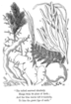   From Margaret Plues, Rambles in Search of Flowerless Plants (London, 1865), 64. This plate demonstrates a collocation of sentimental verse and botanical illustration common in popular Victorian writing. The unattributed verse gains authority only by virtue of its poetic form. Although illustrations of flowers were often arranged as bouquets, seaweeds were less susceptible to such treatment; the differences in scale and texture result in a fairly common kind of awkward space-filling. (The numbered key is linked to references in the main text.)