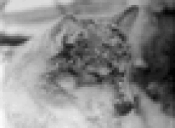 Figure 5. Forbidden Quest: The evocative canine close up.