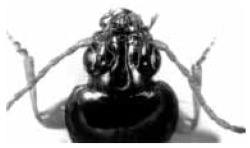 Figure 1. Trechus obtusus forebody, dorsal view, showing deep, semicircular frontal grooves diagnostic of tribe Trechini.
