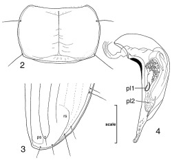 Figures 2-4. Trechus obtusus. 2, Pronotum, dorsal view. 3, Apex of right elytron; ps, preapical seta; rs, recurrent stria. 4, Median lobe of male aedeagus, left lateral view (ventral face in repose); pl1 and pl2 are sclerites of aedagal internal sac (). Scale bar = 0:50 mm (Figures 2, 3), 0.32 mm (Figure 4).