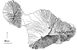 Figure 5. Distributional range of Trechus obtusus: site of initial 1998 discovery (); sites of collections during 2001 (); sites where native Carabidae were sampled in 1998-2001 without discovery of T. obtusus (○).