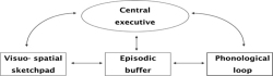 Figure 1. Multi-component working memory model (sources: , ; )
