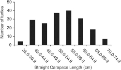 Figure 2. Frequency histogram of straight carapace length of turtles captured in the Hawaiian Islands during 2003 for diet analysis (n = 191).