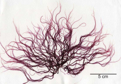 Figure 1. Herbarium press of the red alga Schimmelmannia cf. elegans collected from an aquaculture facility on the island of Hawai‘i (Sherwood Laboratory accession 06948). This is the ﬁrst record of the alga in the Hawaiian Islands.