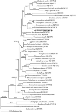 Figure 2. Maximum likelihood phylogeny of the red algae based on partial nuclear LSU sequences. Support values for individual nodes are indicated with maximum parsimony bootstrap as the ﬁrst value, maximum likelihood bootstrap as the second value, and Bayesian posterior probability as the third value. Asterisks indicate full support.
