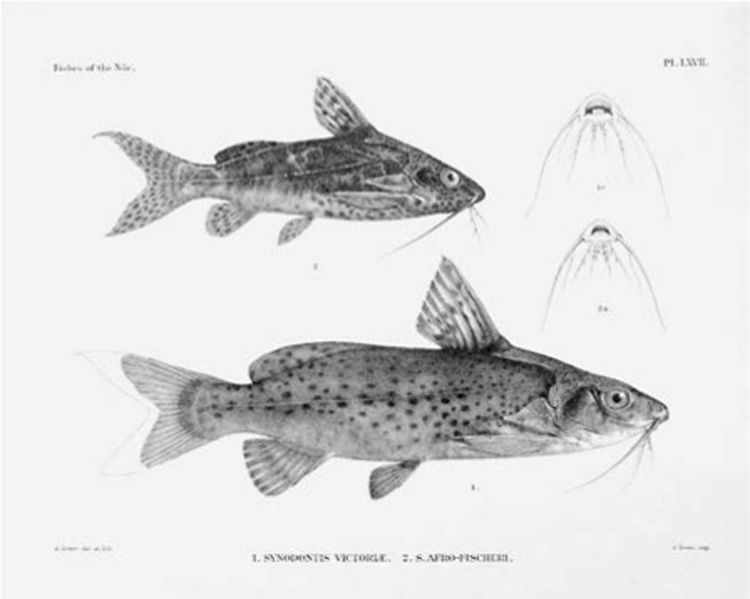 Figure 2. Synodontis Victoriae (bottom) and Synodontis Afro- Fischeri (top). George Albert Boulenger, Zoology of Egypt: The Fishes of the Nile. London: Published for the Egyptian Government by Hugh Rees, Ltd., 1907, plate 67