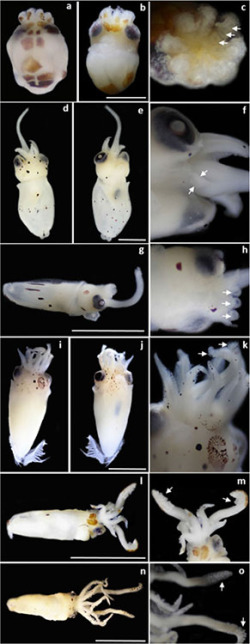 Figure 2. Early life-history stages of cephalopods collected around Rapa Nui (Easter Island) and the Apolo Seamount during 2015 and 2016. From top to bottom: Octopodidae, Ommastrephidae, Chtenopterygidae, and Enoploteuthidae. (A, B, C) Octopus rapanui, where (A) and (B) dorsal and ventral views, scale bar: 0.5 mm, (C) close-up of an oral view, where arrows indicate the three suckers per arm. (D–H) Ommastrephes bartramii, where (D) and (E) dorsal and ventral views of the larger specimen, (F) closeup of a ventral view, where arrows indicate undeveloped arms IV, (G) dorso-lateral right view of the smaller specimen, (H) closeup of a dorsal view, where arrows indicate the single sucker per arm, scale bars in D, E, and G: 1.5 mm. (I, J, K) Chtenopteryx sp., where (I) and (J) dorsal and ventral views, scale bar: 1.5 mm, (K) close-up of a dorsal view, where arrows indicate suckers in tentacles. (L–O) Enoploteuthidae, where (L) dorsal view of the smaller specimen, (M) close-up of a dorsal view, with arrows indicating suckers in tentacles, (N) dorsal view of the larger specimen, (O) closeup of a ventral view, with arrows indicating suckers in tentacles, scale bars in l and n: 2.5 mm.