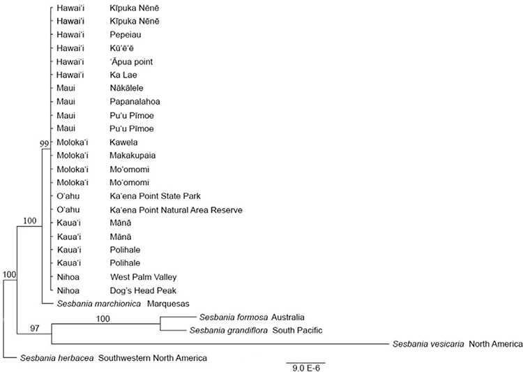Figure 2. Bayesian analysis (GTR Model) of the combined ITS and TRPT datasets of Sesbania tomentosa , S. marchionica, S. vesicaria, S. formosa, and S. grandiflora samples using S. herbacea as the outgroup. Posterior probabilities listed above branches. Hawaiian samples identified by their geographic population of origin.