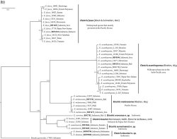 Figure 2B. Bayesian tree of the COI gene fragment (576 bp) for sequences specimens of Eleotris. Numbers on nodes represent posterior probabilities.