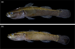 Figure 6. Eleotris sumatraensis sp. nov. (A) Holotype MZB.25315 from Sumatra, Indonesia (62 mm SL); BIF 4865. (B) Paratype MZB.25314 from Sumatra, Indonesia (57 mm SL); BIF 4864.